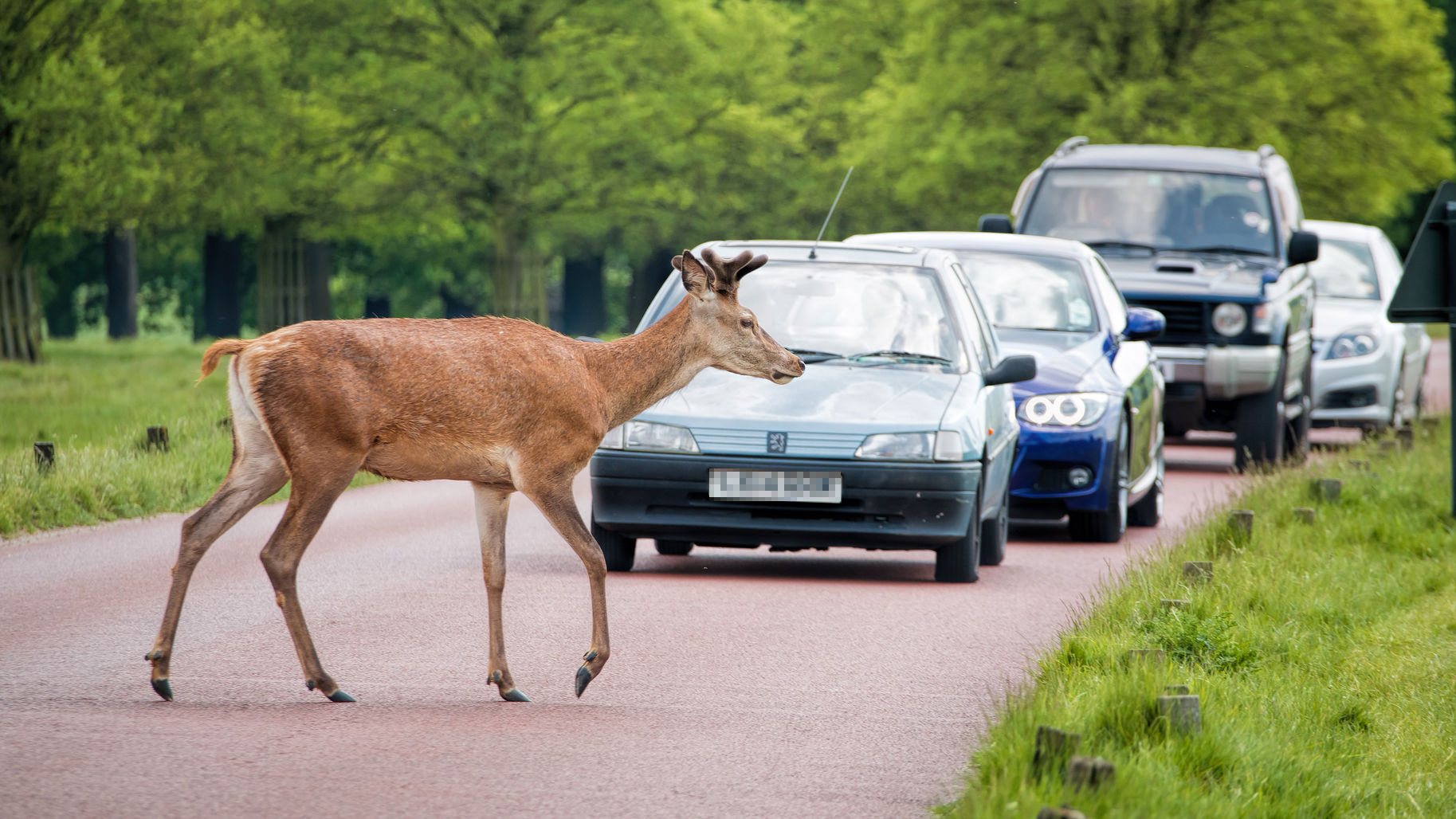 Take Care On Rural Roads As Deer Mating Season Approaches…